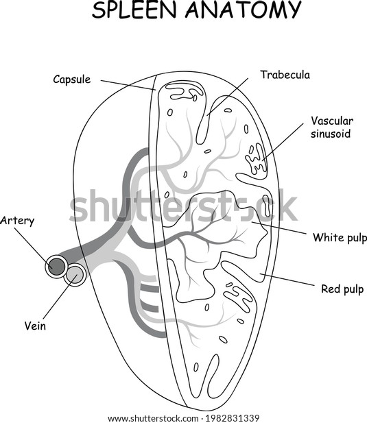 Spleen Cross Section Human Anatomy Spleen Stock Vector (Royalty Free