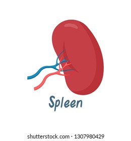 Spleen Healthy Internal Organ, Human Anatomy Vector Illustration