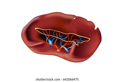 The Spleen (Human Anatomy). Vector illustration
