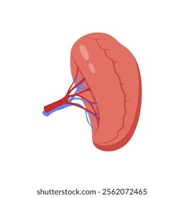 Spleen, Human Body Part Illustration