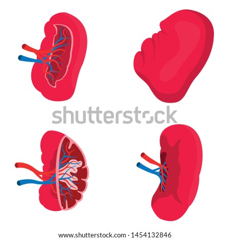 Spleen icons set. Flat set of spleen vector icons for web design