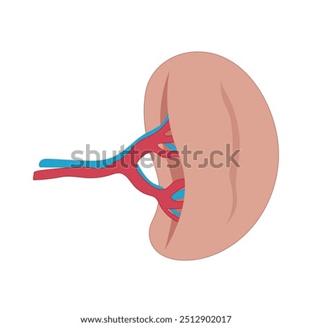spleen illustration, vector design of human internal organs