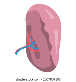 Spleen organ icon. Isometric of spleen organ vector icon for web design isolated on white background