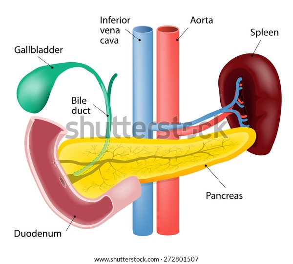 Spleen Pancreas Isolated Human Anatomy Stock Vector (Royalty Free ...