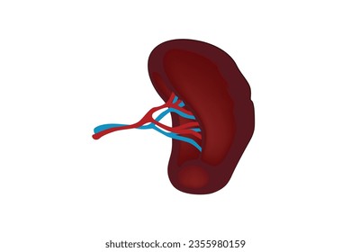 The spleen is a small organ inside your left rib cage above the stomach. It’s part of the lymphatic system. Spleen stores and filters blood and makes white blood cells that protect you from infection.