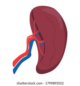 Spleen vector isolated. Internal organ, human anatomy. Concept of science and medicine. Part of the immune system.