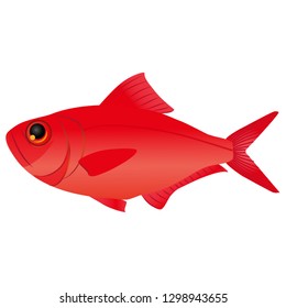 A splendid alfonsino