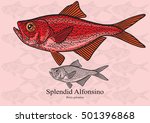 Splendid Alfonsino. Vector illustration with refined details and optimized stroke that allows the image to be used in small sizes (in packaging design, decoration, educational graphics, etc.)