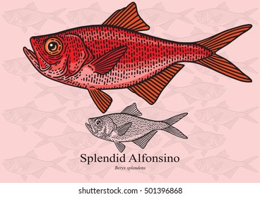 Splendid Alfonsino. Vector illustration with refined details and optimized stroke that allows the image to be used in small sizes (in packaging design, decoration, educational graphics, etc.)