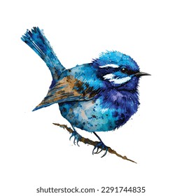 Splendid Fairy Wren bird watercolor paint, Colorful Birds Vector white background.