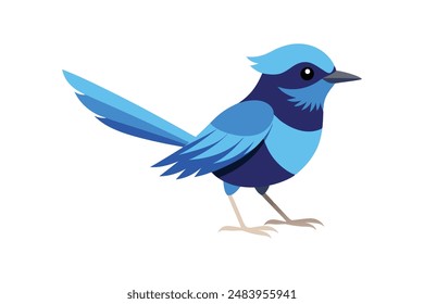 
Splendid fairywren bird image vector illustration
