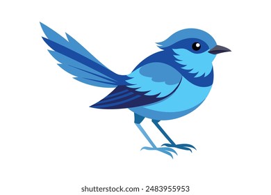 
Splendid fairywren bird image vector illustration