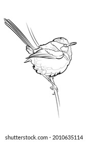 The splendid fairywren (Malurus splendens). Line drawing. Black and white illustration. Vector.