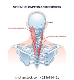 Splenius capitis and cervicis muscle location in human neck outline diagram. Labeled educational scheme with spinal vertebrae discs and muscular system vector illustration. Upper body physiology.