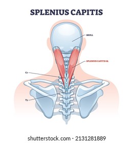 Splenius capitis muscle with anatomical skeletal neck part outline diagram. Labeled educational scheme with medical muscular system with C7 and T3 bones vector illustration. Human upper spine anatomy.