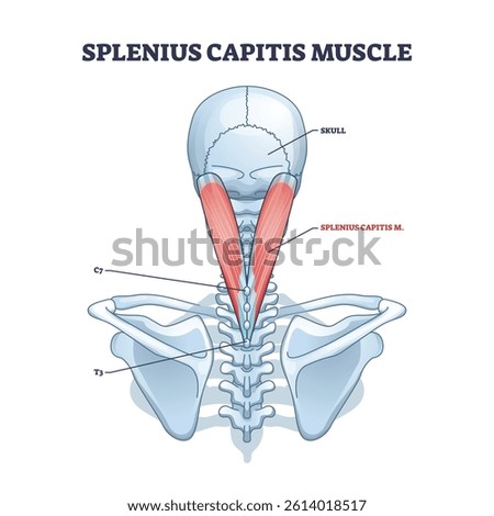 The Splenius Capitis muscle diagram highlights its position from the skull to the spine, focusing on muscle and vertebrae. Outline diagram.