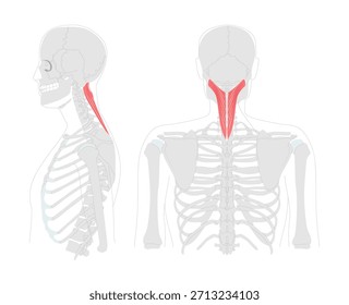 Esplênio da cabeça - músculo posterior do pescoço representado em uma tabela detalhada, estende, gira e flexiona lateralmente a cabeça, vital para o treinamento em anatomia e fisiologia