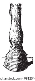 Splint bone or Metacarpal bone, vintage engraved illustration. Dictionary of words and things - Larive and Fleury - 1895.