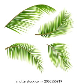 split coconut leaves on a white background