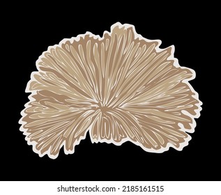 Split gill, Schizophyllum commune mushroom on a black background