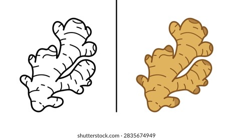 A split image showing a black and white line drawing of a ginger root next to a fully colored version of the same ginger root on a white background