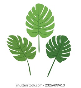 split leaf palm leaves summer decoration plants
