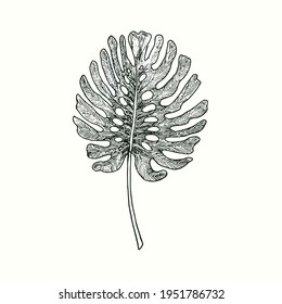 Split philodendron palm leaf front view. Ink black and white doodle drawing in woodcut style.