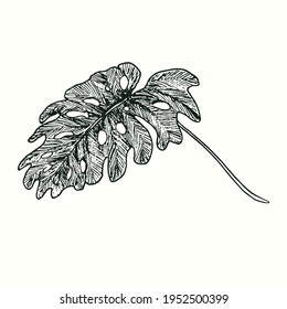 Split philodendron palm leaf front view. Ink black and white doodle drawing in woodcut style.