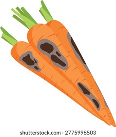 spoiled carrots, moldy carrots vector.