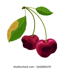 Spoiled and Rotten Cherry with Berries Covered with Stinky Rot Vector Illustration