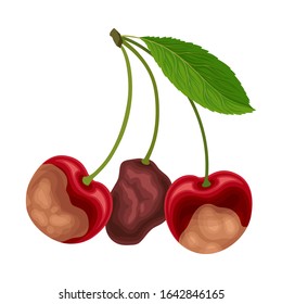 Spoiled and Rotten Cherry with Berries Covered with Stinky Rot Vector Illustration