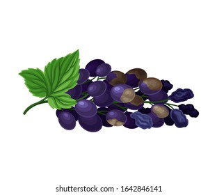 Spoiled and Rotten Grapes Cluster with Berries Covered with Stinky Rot Vector Illustration