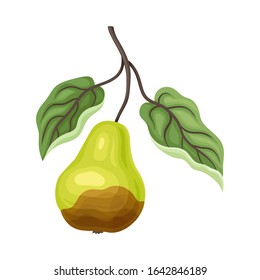Spoiled and Rotten Pear Fruit with Skin Covered with Stinky Rot Vector Illustration