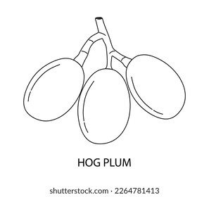 Spondias or hog plum in linear style. Hand drawing hog plum isolated on white background. Vector illustration