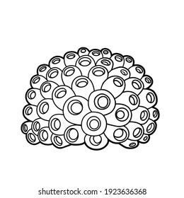 Sponge coloring book linear drawing isolated on white background