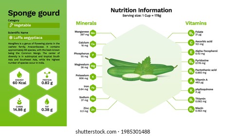 Sponge gourd and its nutritional properties -Vector illustration