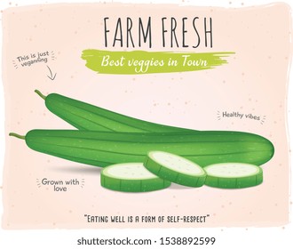 Sponge gourd  vector illustration with background