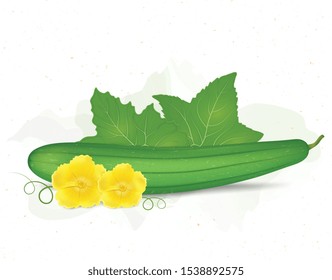 Sponge gourd vector illustration with green leaf and sponge gourd flower