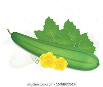 Sponge gourd vector illustration with Sponge gourd leaved and flower