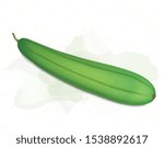 Sponge gourd vector illustration on white background