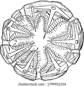 Sponge are multicellular aquatic organisms, members of the phylum Porifera. This figure represent Cross Section Sponge, vintage line drawing or engraving illustration.