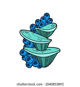 Sponges and anemones color variation for coloring page isolated on white background