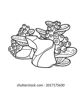 Sponges grow on a figured stone coloring book linear drawing isolated on white background