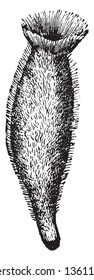 Sponges are the sister of the ParaHoxozoa or Epitheliozoa with which they form a basal animal clade, vintage line drawing or engraving illustration.