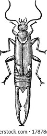 Spongophora brunneipennis is a species of earwig, and insect distinguished by forceps on its abdomen, vintage line drawing or engraving illustration.