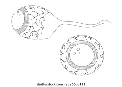 A spooky Halloween-themed eyeball coloring page. Great for kids and adults Halloween activities or creepy fun crafts.