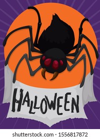 Spooky view of spider sewing its cobweb ready for mischiefs during Halloween celebration.