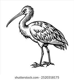 Spoonbill Bird, Whit and Black , Illustrator, Image, White Background