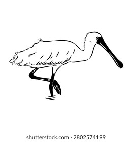 Spoonbill wild bird, vector sketch