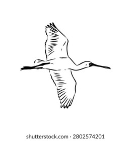 Spoonbill wild bird, vector sketch